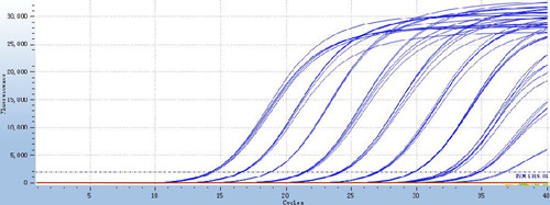 digital pcr